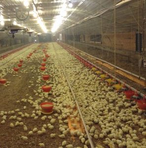 Poultry-Production-Lights-1