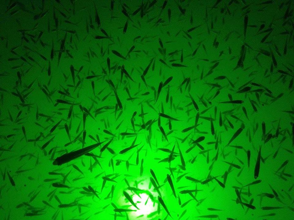Underwater LED Fishing Lights - Green LED Lights - LedsUniverse