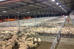 farm-and-barn-lighting-sheep-pig-and-cow-shed-lighting