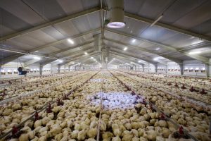poultry-production-lighting-and-farm-ligthing